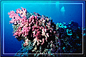 Diver swims over coral sturcture