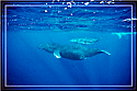 Mother and her calf blissfully passing