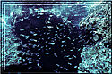 Small fish protected in rocky crevice