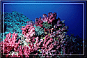 Soft coral carpet