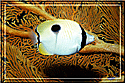 Teardrop Butterflyfish