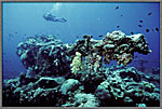 Huge Deck Gun Becomes Coral Reef
