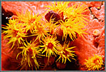MIcro Cup Corals In Red Sponge Lined Crevice