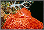 MIcro Hawkfish On Red Sponge