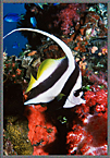 Micro Bannerfish On Mast Of Fuji Truk