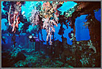 Micro Jessica In Bridge Of Fuji