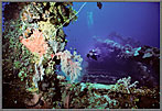 Micro Jessica Swims Above Hold Of Wreck