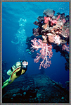 Micro Jessica With Coral Covered Davit On Wreck