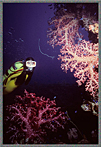 Micro Jessica With Coral Growth On Structures Of Wreck