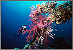Micro Jessica With Coral Growth On Wreck