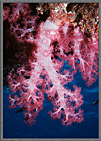 Micro Soft Coral Colony Truk