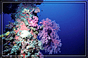 Sunken wreckage becomes coral reef