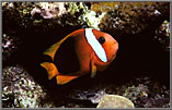 Clownfish - A. frenatus hovers near crevice.