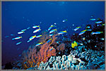 Fusiliers swim along reeftop.