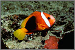 Tomato Clownfish with eggs in the background.