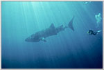 Diver soars in space with Whale Shark.