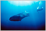 Diver with Immense Whale Shark.