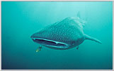 Facial Portrait of Whale Shark.