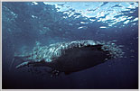 Massive Whale Shark with Tiny Escort.