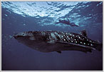 Snorkeler soars above Whale Shark.