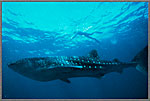 WS Snorkeler Above Whale Shark
