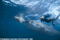 WS w shark_t